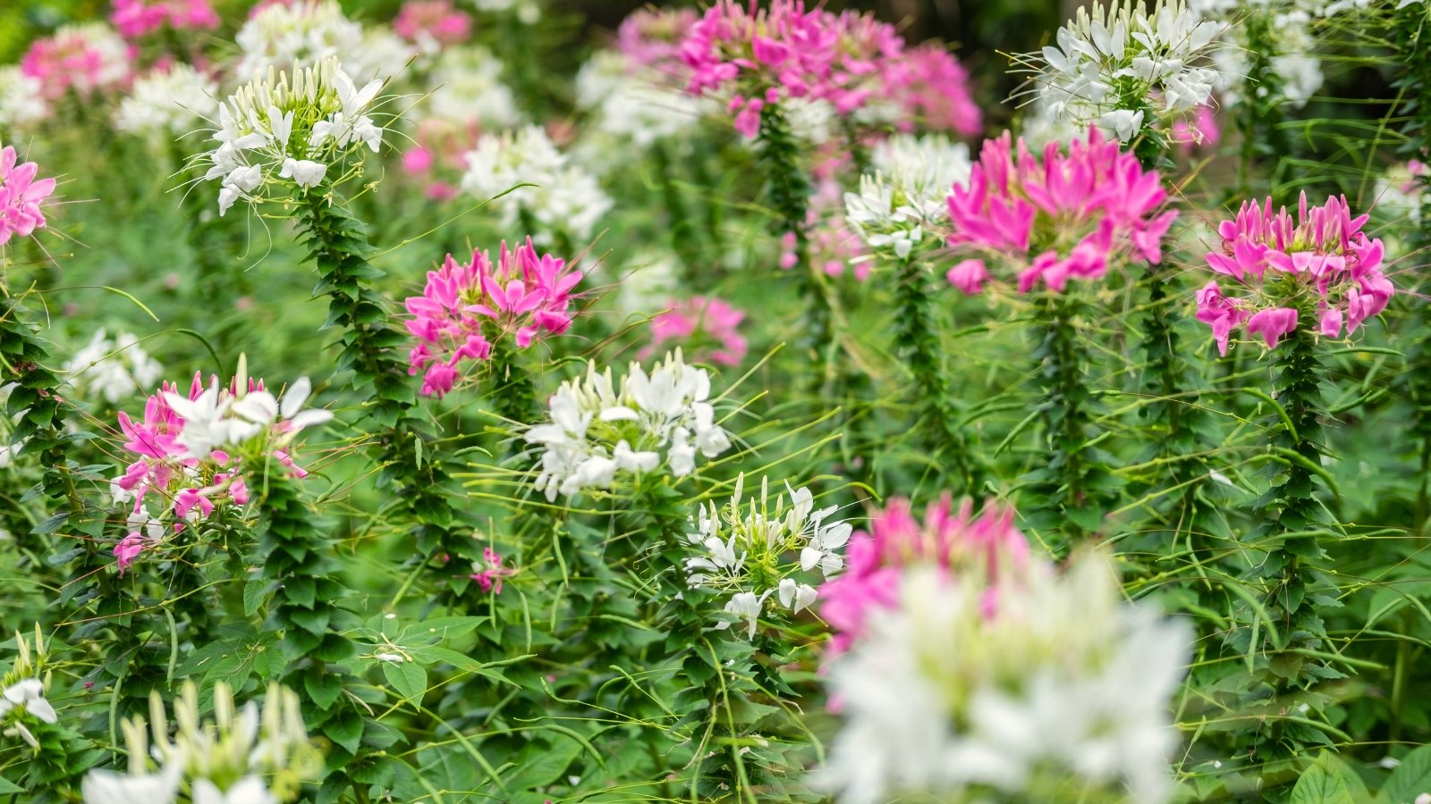 This plant features long, erect stems topped with whorls of delicate, star-shaped flowers in shades of pink and white, with foliage that consists of narrow, serrated leaves.
