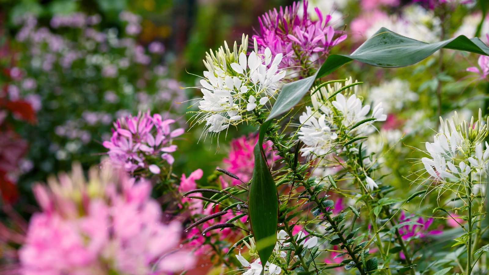 This plant has tall, sturdy stems covered in soft spines, lance-shaped leaves arranged in whorls, and dense clusters of delicate, spider-like flowers that bloom in pink, lavender, and white.
