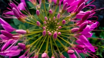 Close-up of a flower consisting of long, slender stamens that radiate outward from delicate, four-petaled blossoms, creating a spidery, airy appearance in shades of purple.