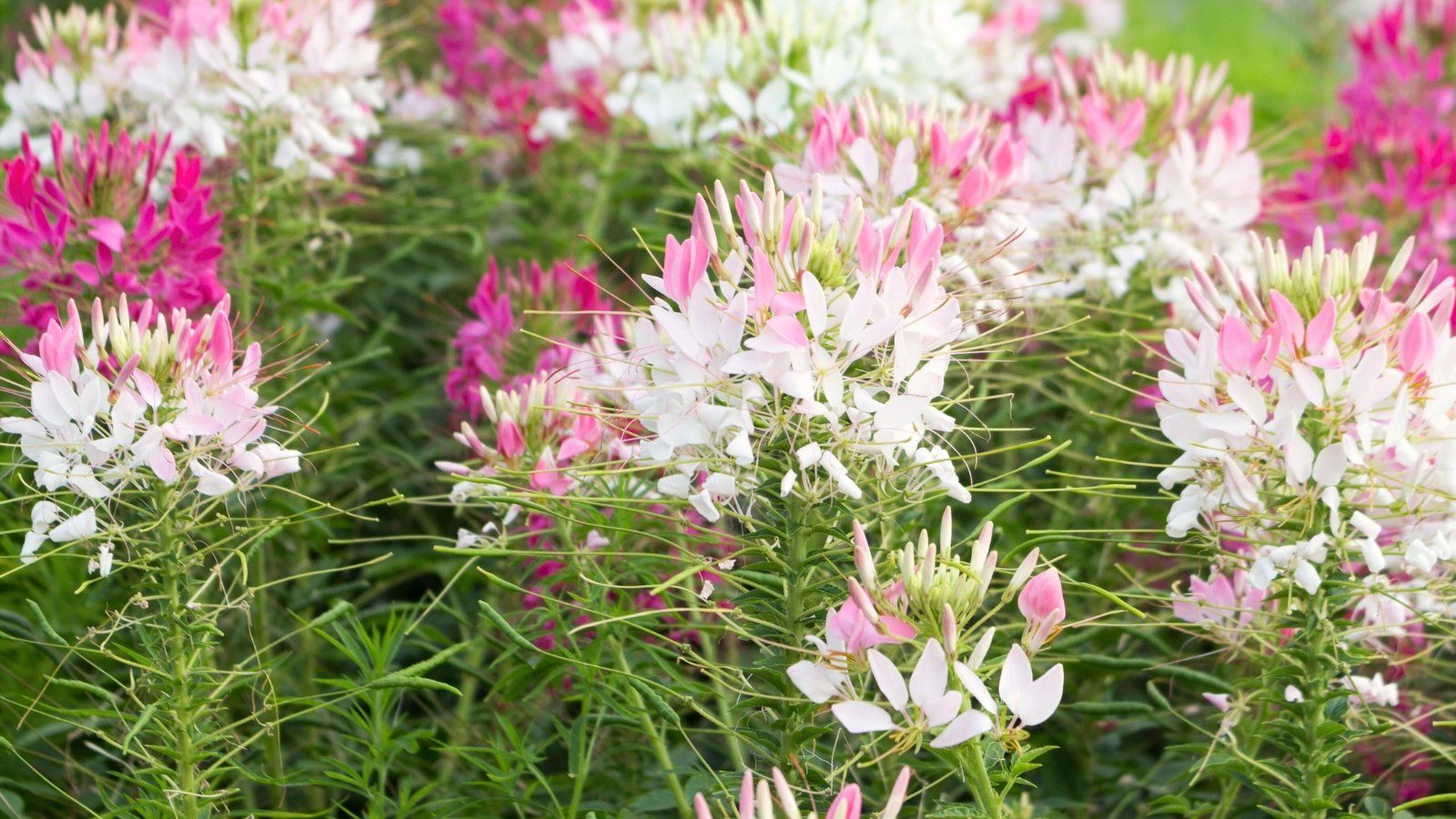 Plants have tall, spiny stems, deeply cut green leaves, and large, fluffy clusters of flowers in colors such as white, pink, and purple, with extended, spider-like stamens.
