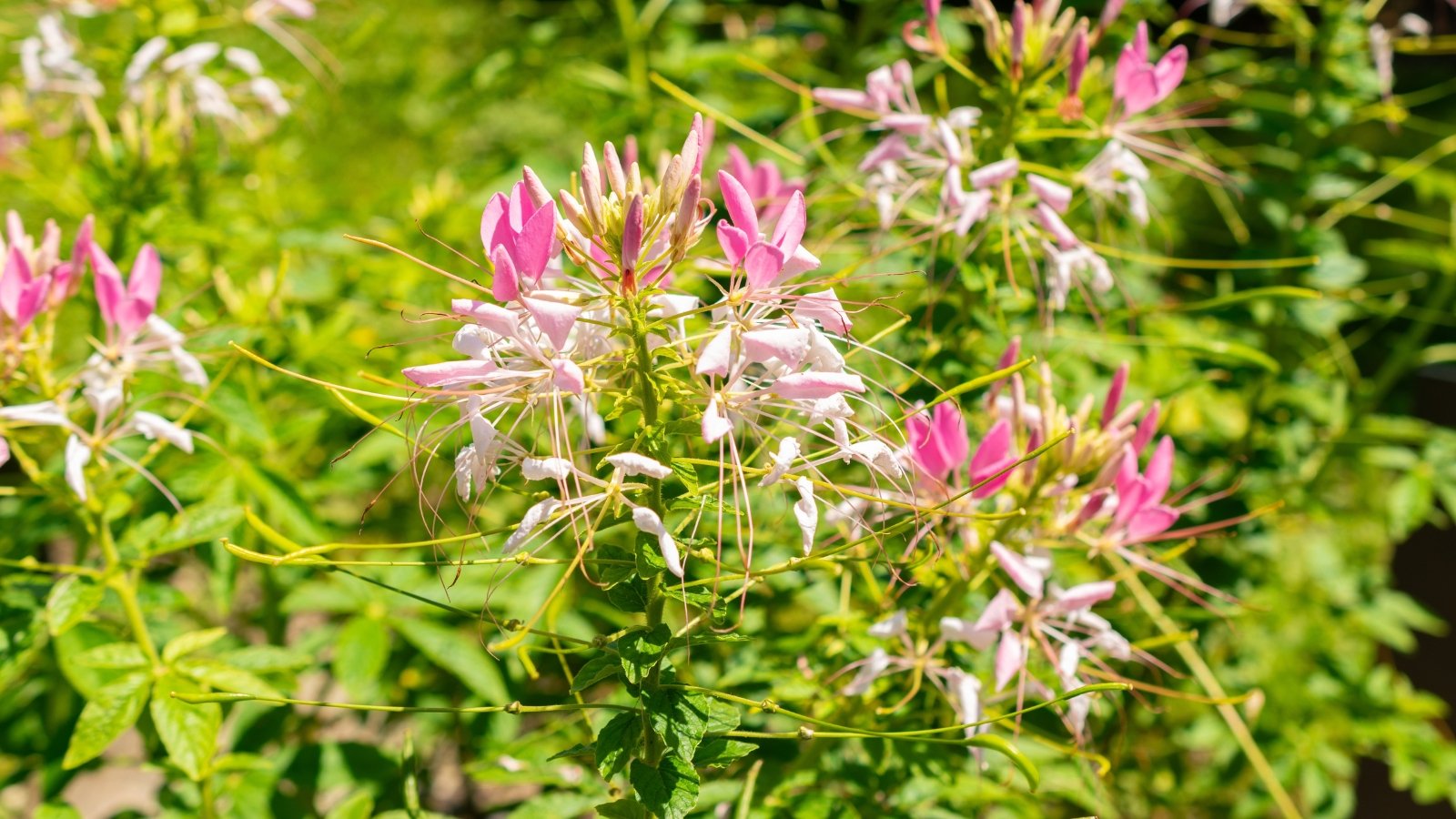 The plant has erect stems with a slightly thorny texture, palmate leaves and large, fluffy flower clusters ranging from soft pink to rich pink.