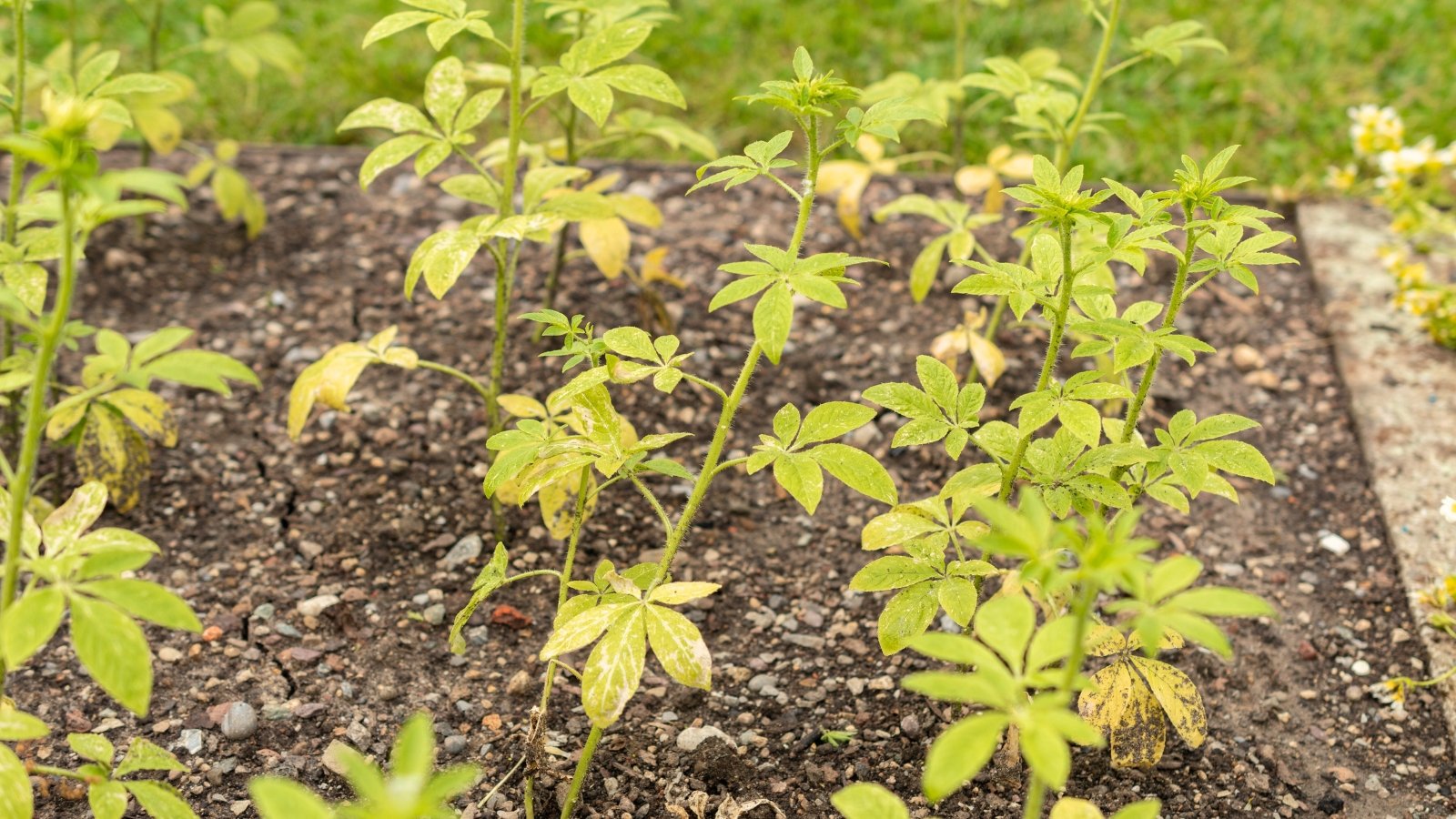 Cleome Spinosa seedlings have slender, green stems with elongated, bright green leaves that are slightly serrated and form a small, upright rosette.
