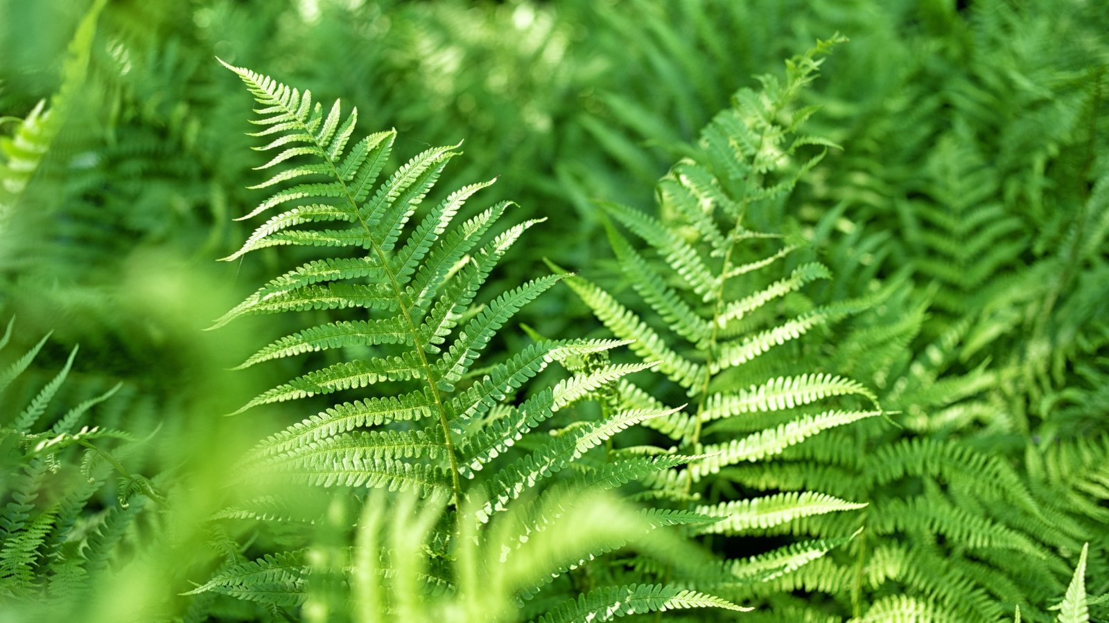 Sunlight gently illuminates a dense canopy of vibrant green ferns. The dappled light creates a serene atmosphere, inviting one to linger in the tranquil embrace of the lush foliage.