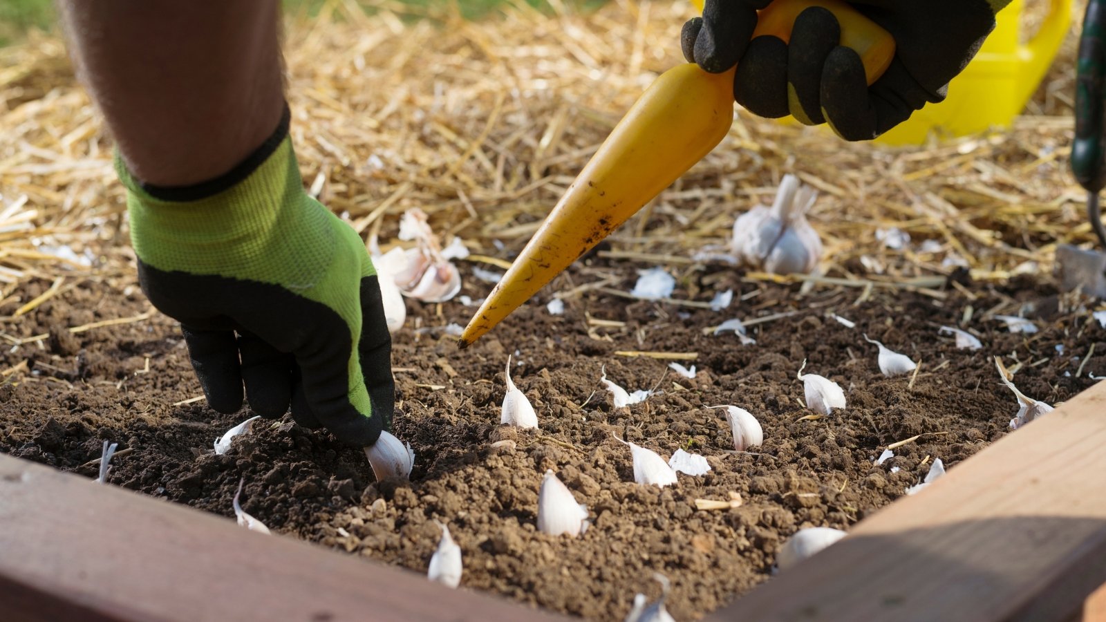 A person planting garlic bulbs into rich, brown soil using a yellow garden dibber.