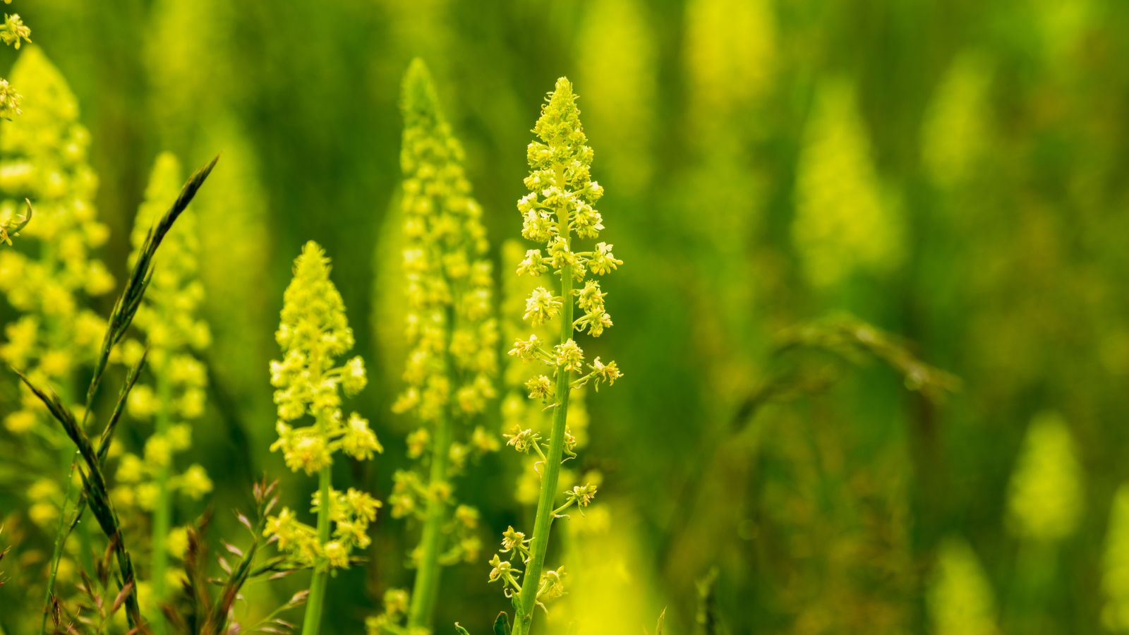 A close-up shot of Resada luteola heads forming rocket shaped tops with small and vibrant yellow flowers, surrounded by other greens