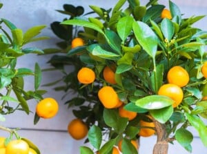 Small citrus trees adorned with lush, green leaves and ripe, orange fruits catch the eye. Their glossy foliage sparkles brilliantly as they bask in the warm sunlight, adding a touch of freshness and vibrancy to the landscape.