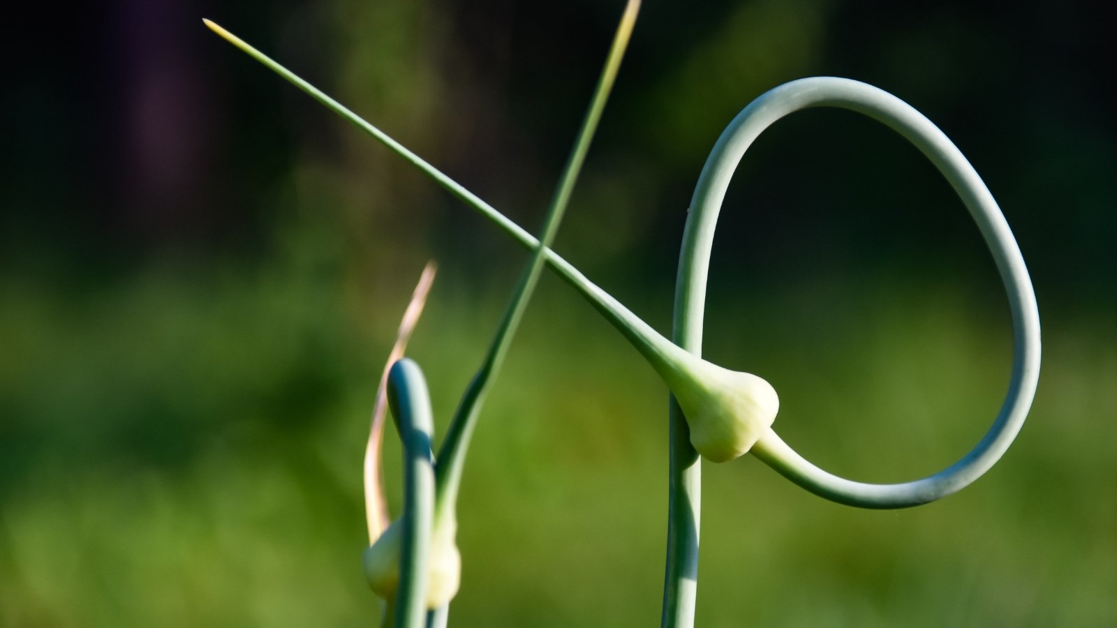 A detailed view of a single, curly green scape against a blurred background, highlighting its unique shape and fresh appearance.