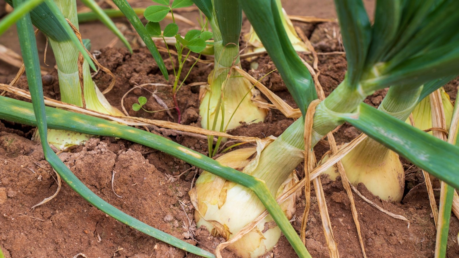 Several onion bulbs nestled in the soil, showing different stages of growth, with their green tops extending above the ground in a cultivated plot.