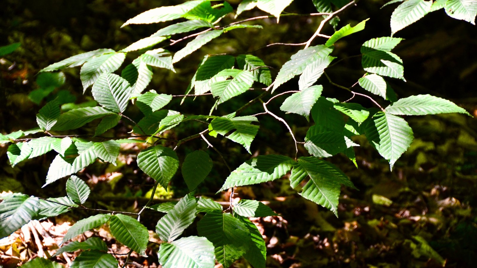 The tree's branches fan out horizontally, adorned with bright green, oval leaves that have coarse, serrated edges and a slight sheen, catching the light.
