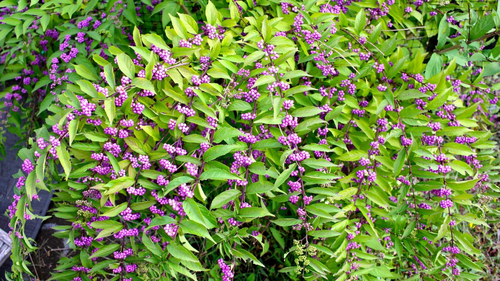 American beautyberry showcasing clusters of purple berries and leaves that adorn the slender, graceful stems.