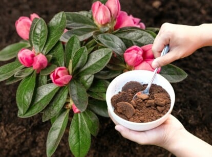 Gardener using coffee grounds with rhododendrons in the garden