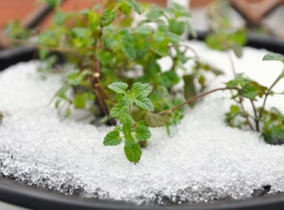 Close-up of a mint plant - one of the cold-hardy herbs growing in a container with a layer of white snow on the soil.