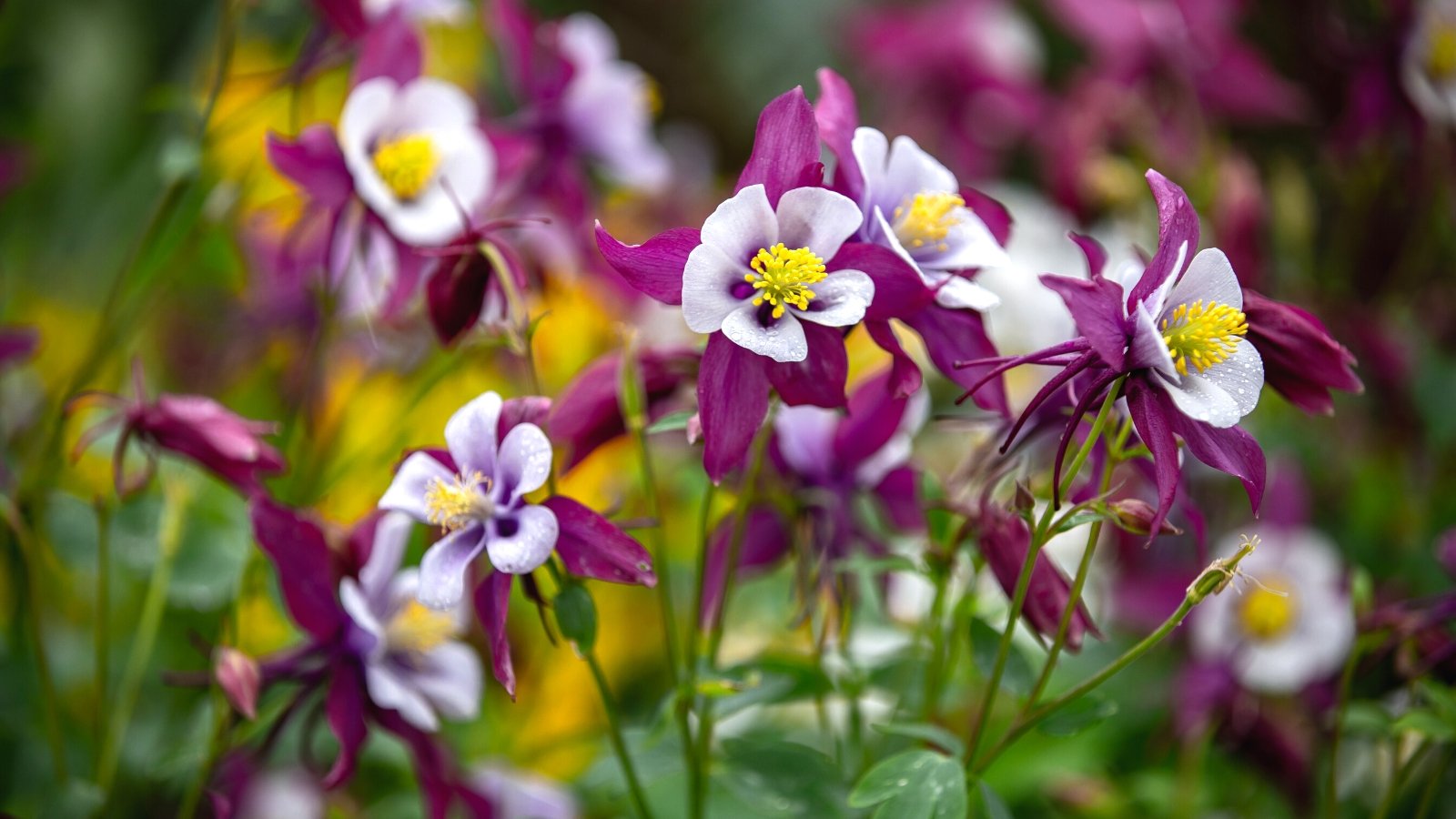 Close-up of flowering Columbine plants against a blurred green background. The Columbine plant is characterized by its graceful stems adorned with delicate, fern-like foliage and intricate, spurred flowers. The leaves are lobed and divided, giving them a light and airy appearance, with a bluish-green hue. At the top of slender stems, the Columbine produces uniquely shaped flowers with five distinct, spurred petals that extend backward, resembling the spurs of a bird. These flowers are white and purple in color.