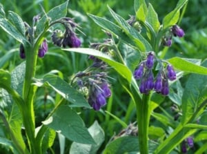 Healthy looking comfrey plant with vibrant purple flowers and vivid green leaves on a sunny garden