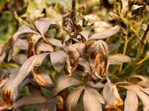 common garden diseases. Close-up of peony bushes affected by disease exhibit wilted, brown-orange leaves with crispy, dry edges, giving the foliage a scorched and unhealthy appearance.