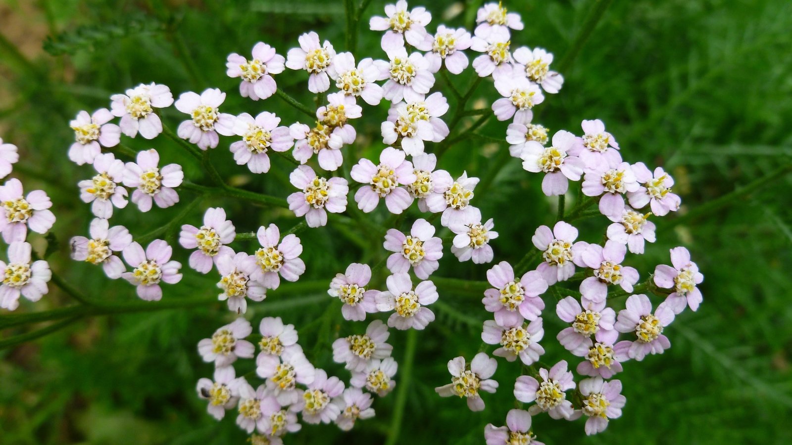 A cluster of delicate white yarrow flowers with feathery leaves in the background, showcasing their natural beauty.