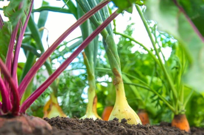 A row of three onions are ready to be harvested. Carrot companions with feathery green tops can be seen in the background.