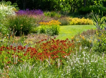 Converted lawn into a flowering meadow with various plants including Heleniums, Leutratal-Anthericum, Veronica spicata, Lavender and various ornamental grasses.