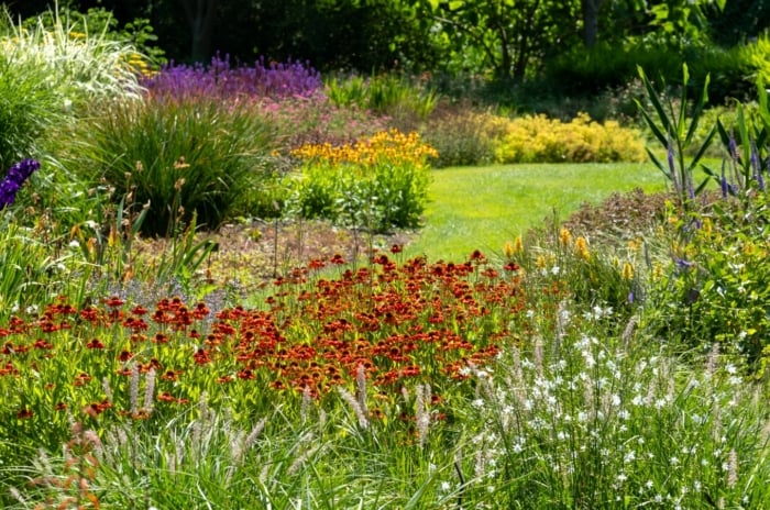 Converted lawn into a flowering meadow with various plants including Heleniums, Leutratal-Anthericum, Veronica spicata, Lavender and various ornamental grasses.