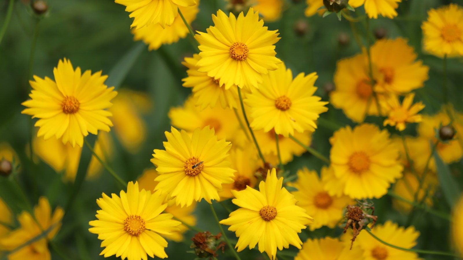 Coreopsis features bright yellow, daisy-like flowers with toothed petals, set against finely divided green foliage.