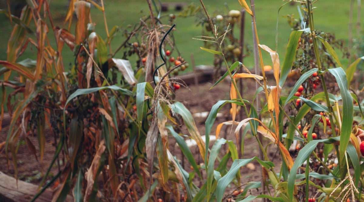 Close-up of growing corn and tomato plants in the garden. Corn forms upright stems and long sword-shaped green leaves. Some leaves are dry and brown. Tomatoes produce clusters of small, round fruits with shiny red skins.