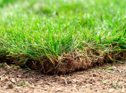 A vibrant patch of lush, green turfgrass stretches out, inviting barefoot walks. The blades appear meticulously manicured, forming a dense carpet that begs for relaxation and play. The foreground reveals rich, dark soil peeking through the verdant foliage.