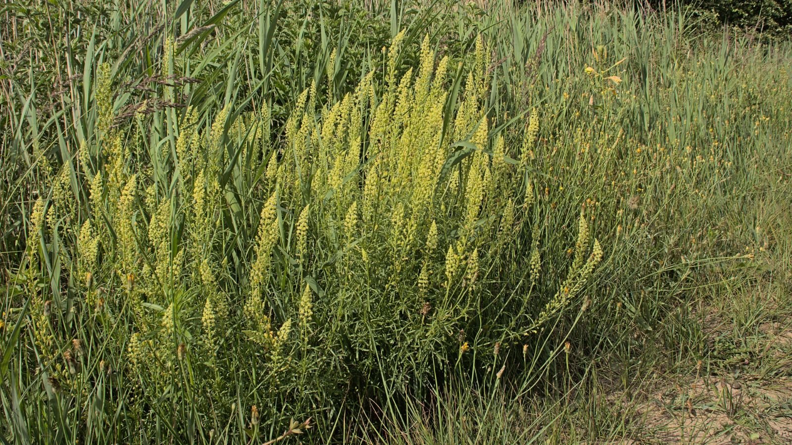 An area with tall grass having heads of yellow Reseda luteola popping out, with each stalk blooming vibrant yellow flowers