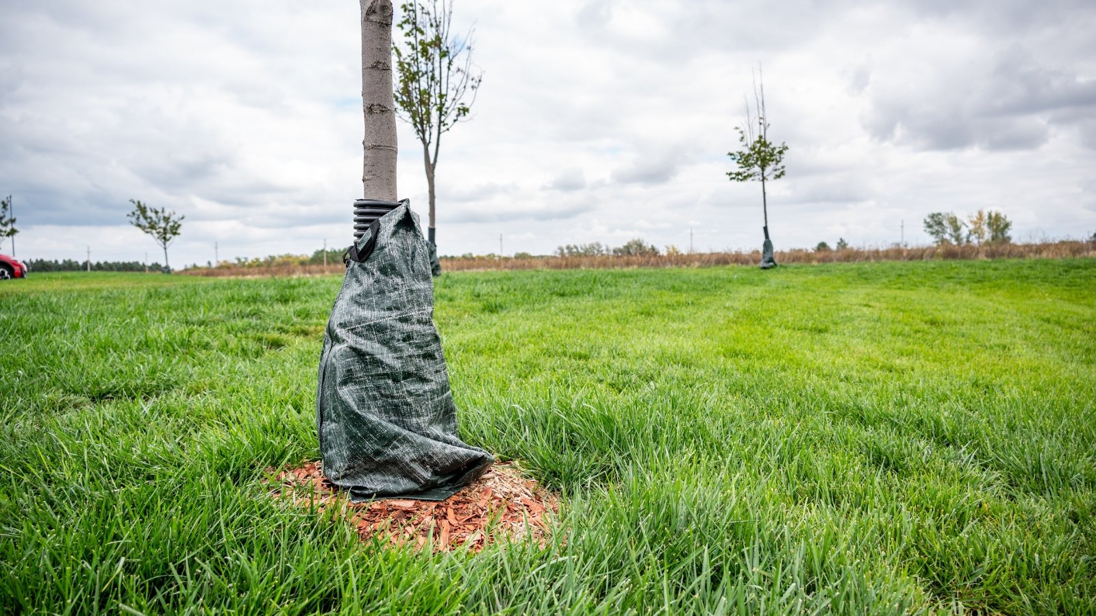 A tree trunk wrapped in protective material to shield the bark from environmental damage.