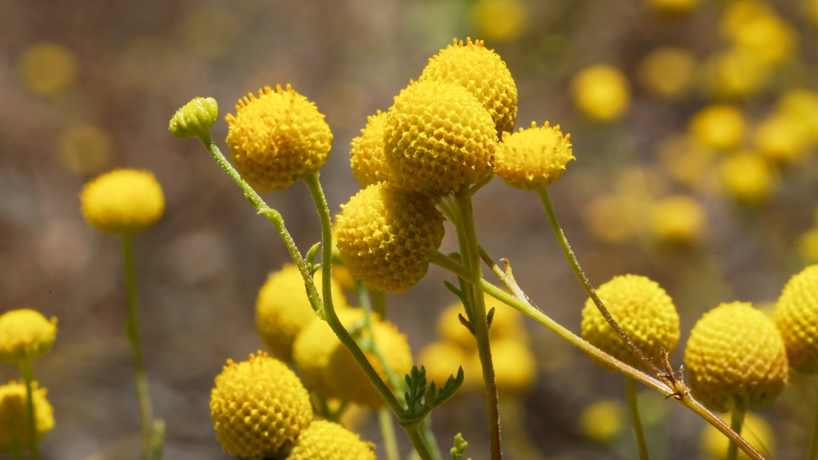 A close-up of bright yellow, spherical Craspedia flowers on slender stems, set against a soft-focus background of green leaves.