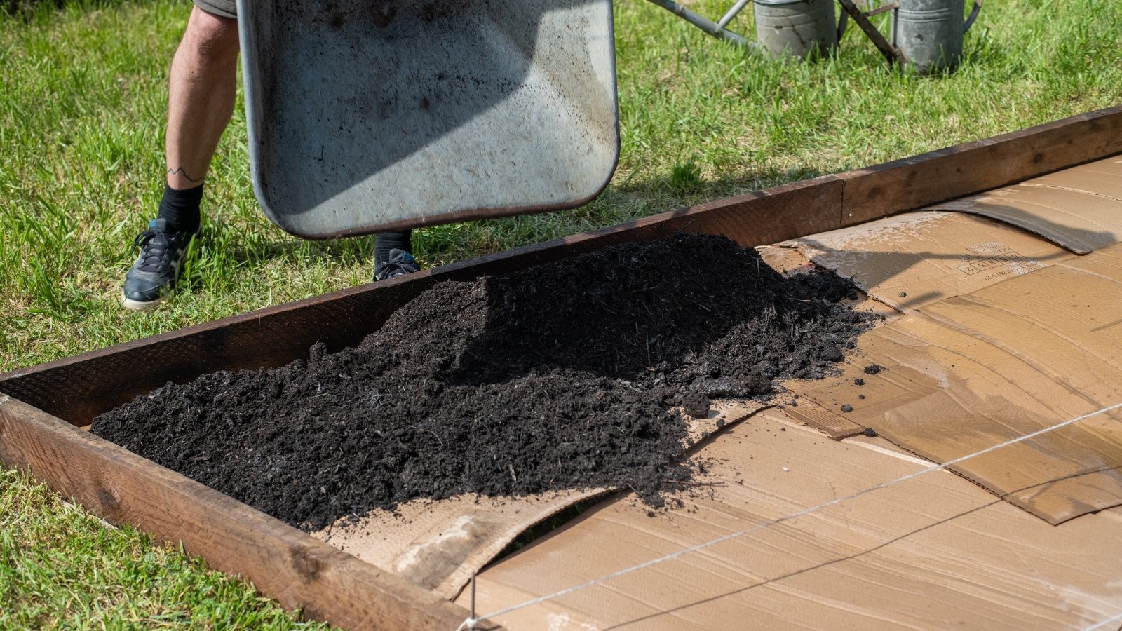 A close-up of a gardener pouring dark brown compost from a large metal wheelbarrow onto a raised bed with a layer of cardboard.
