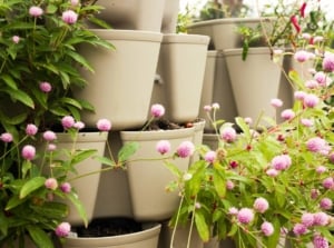 Close up of greenstalk planters with flowering Gomphrena globosa serres plants in the garden.