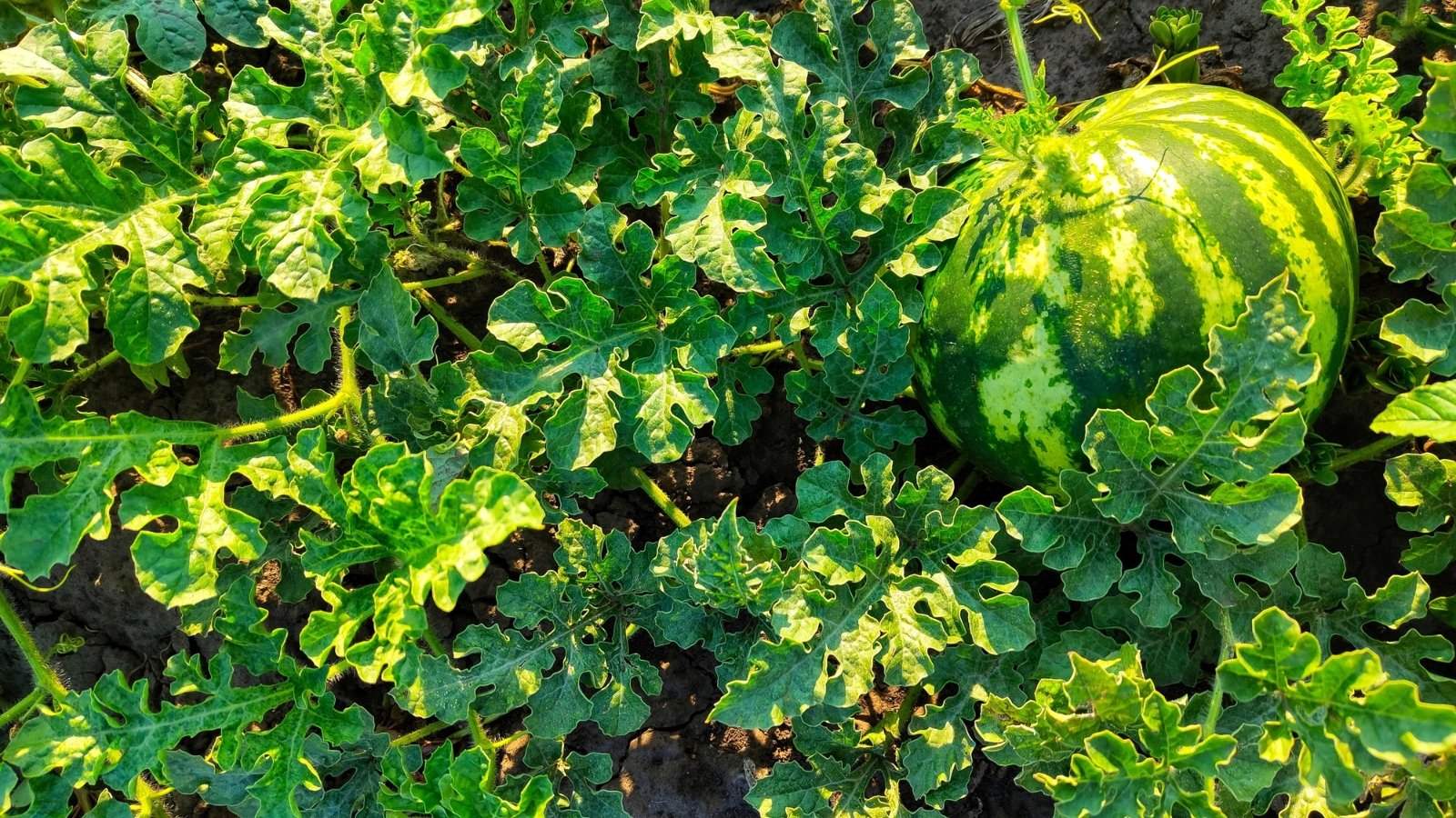 A small Citrullus lanatus growing on a farm, surrounded by healthy green leaves.