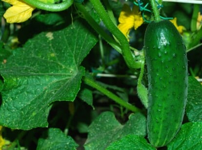 A solitary small cucumber, vibrant green and plump, hanging amidst the tangle of furry stems and delicate leaves in a garden. In the foreground, charming yellow cucumber flowers bloom.