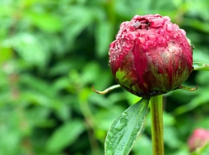 Close-up of a cut peony flower bud covered with drops of water, showing a round, tightly closed bud with a smooth, green exterior and a hint of pink petals inside.