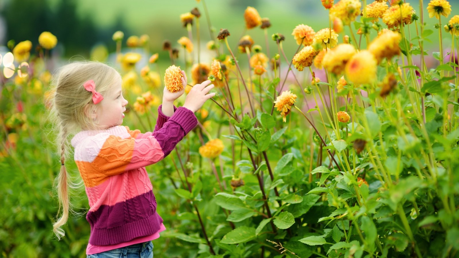 Close-up of a little girl with blonde hair, wearing a colorful sweater, in a garden filled with blooming orange and yellow dahlias.
