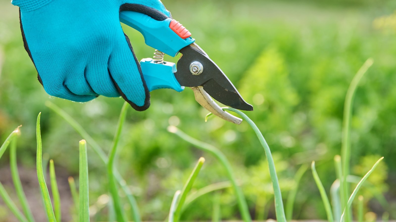 A gloved hand holding a small pruning tool above green plants, poised to trim the top of the leaves.