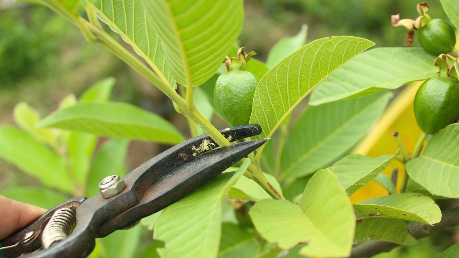 Close-up of pruning a tree stem with large, oval, bright green leaves using garden pruners.
