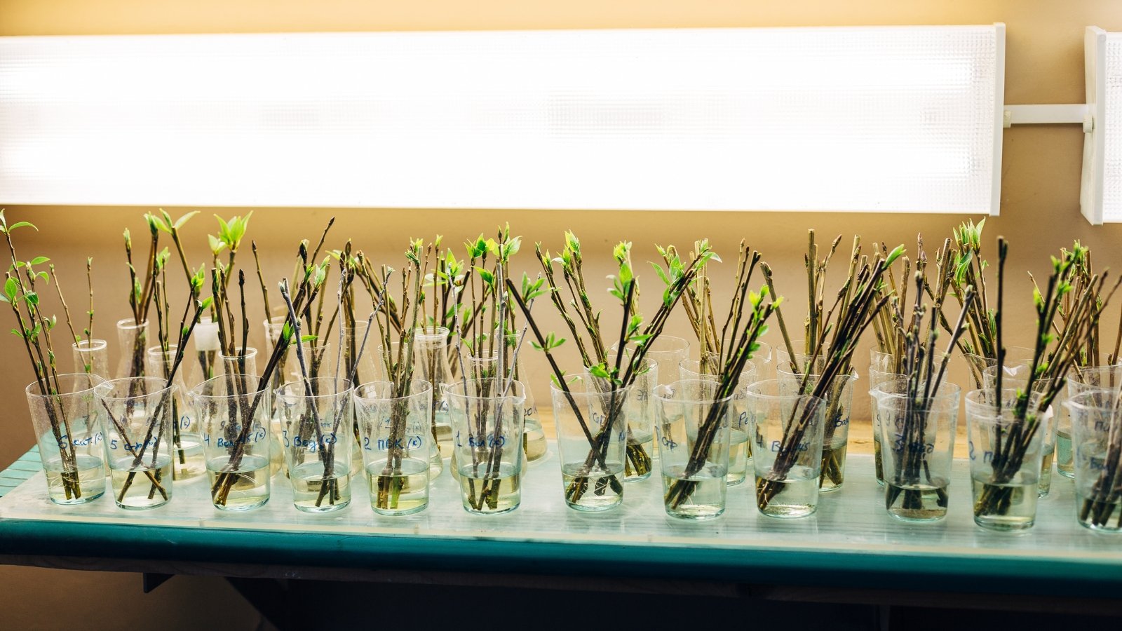 Numerous green cuttings partially submerged in a clear liquid within a rectangular container, promoting root development.