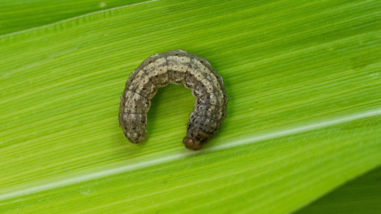 A big cutworm sitting on a green sword grass.