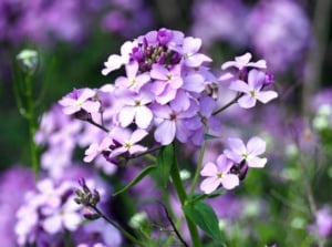 A close-up of a cluster of light purple flowers with small, delicate petals and a vibrant green background of foliage and blurred light, creating a serene and picturesque scene.