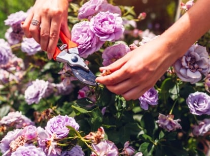 Close-up of a woman's hands deadheading a rose bush with large, pale lilac, lush double flowers using red pruning shears in a sunny garden.