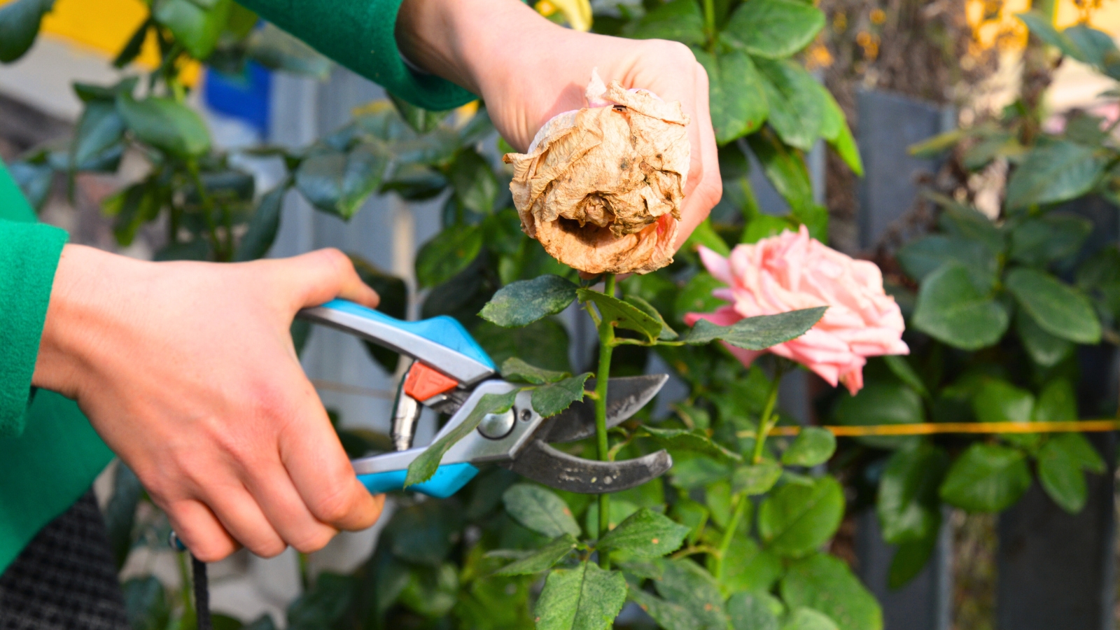 Close-up of hands pruning faded roses with blue pruning shears.