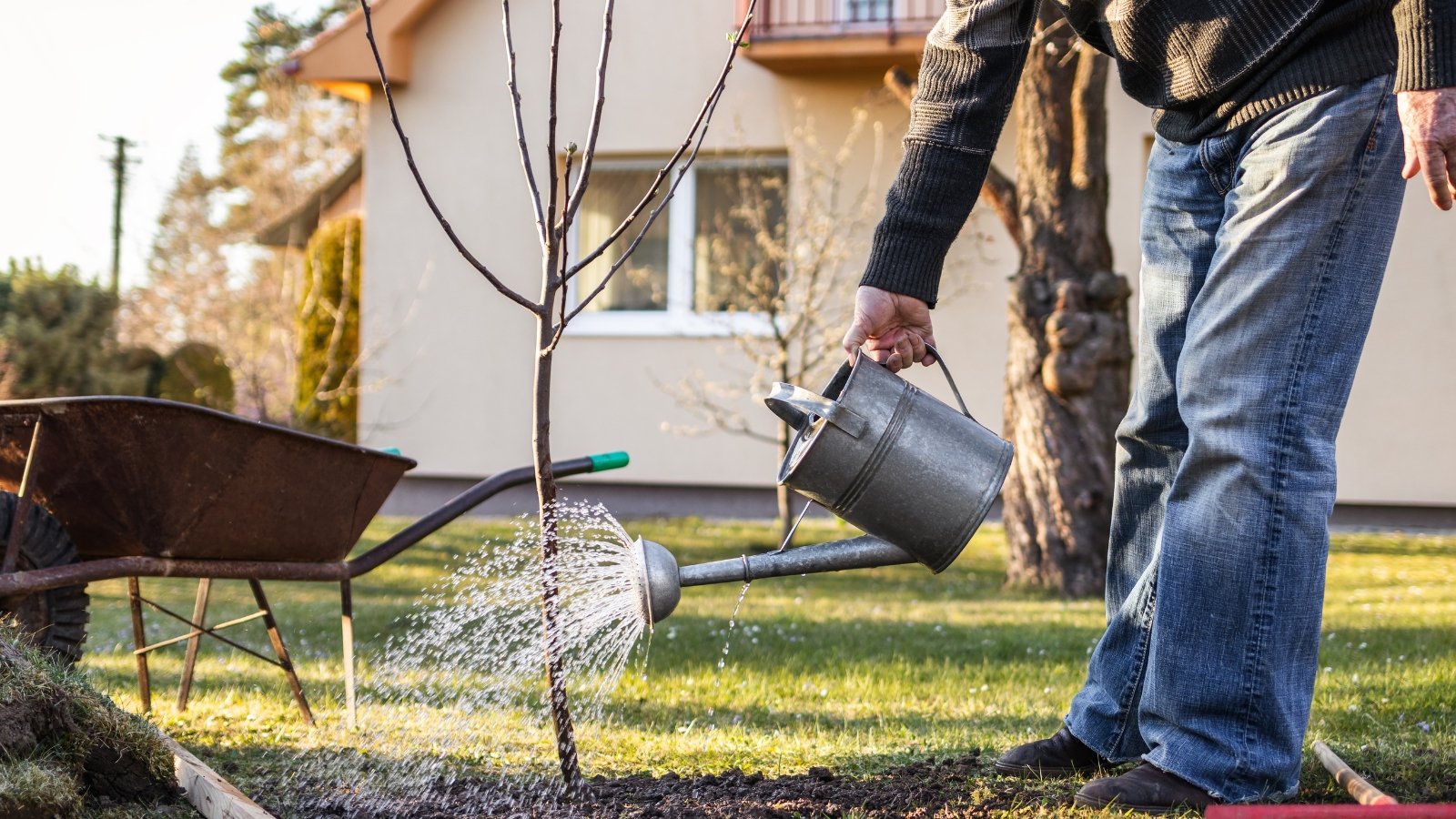 A person watering a freshly planted sapling, the water soaking into the soil around the young plant.