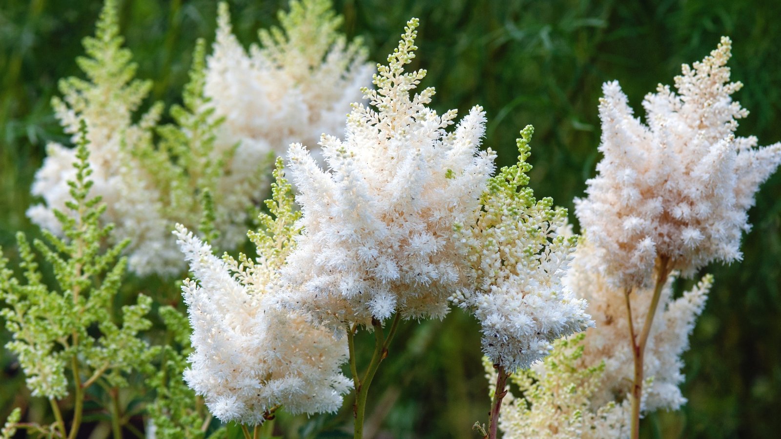 Delicate white Astilbe Japonica flowers with feathery plumes rise above deep green, fern-like leaves in a lush summer garden.