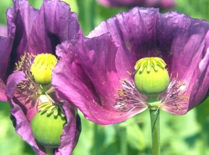 A close-up of purple bread seed poppies, their delicate petals unfurling, encase green seed pods at their heart, soaking in golden sunlight. Behind, a soft blur reveals a tapestry of lush green foliage.