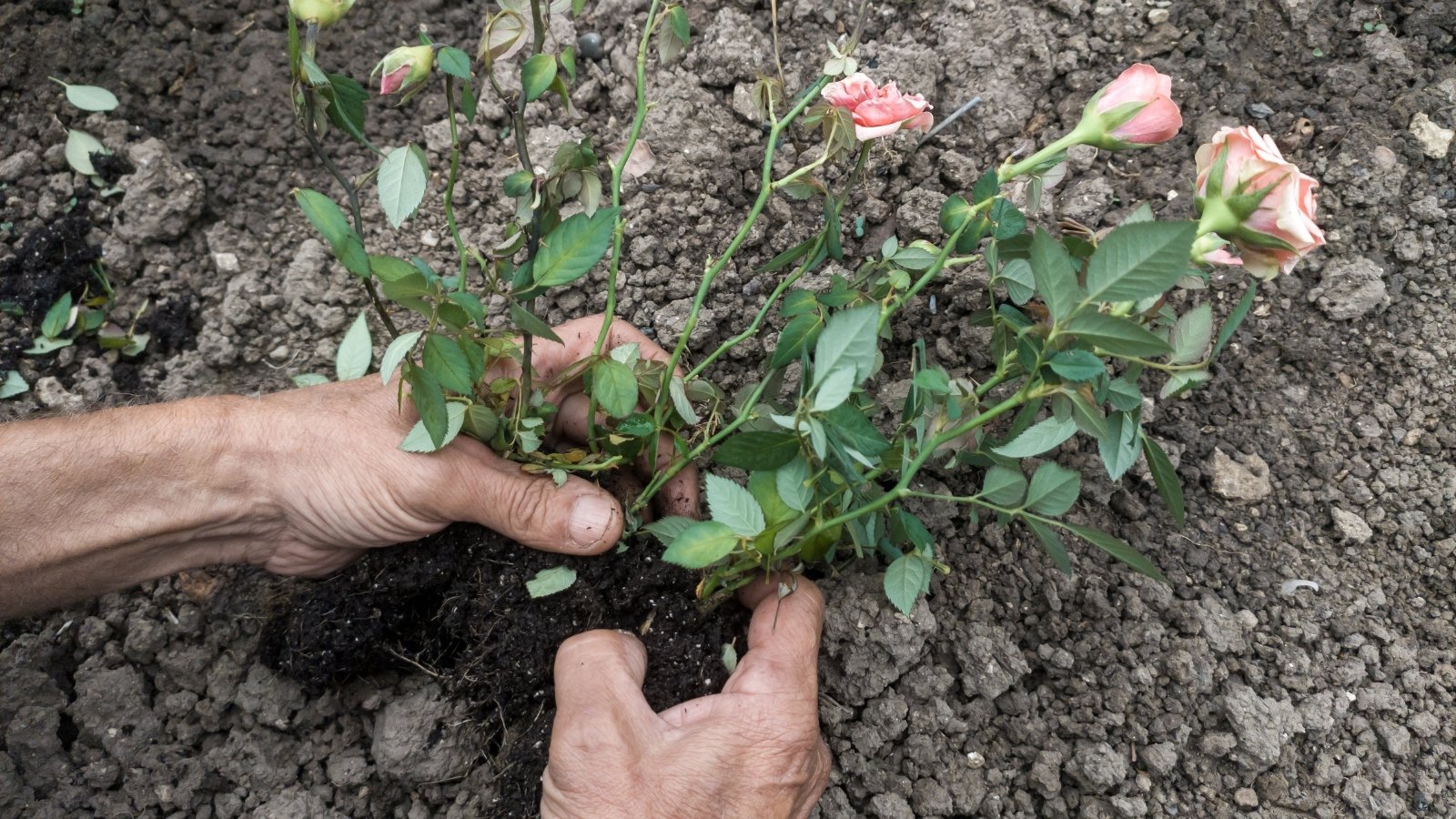 Hands carefully dividing the roots of a mature flowering plant to create separate sections, each ready to be replanted in the soil.