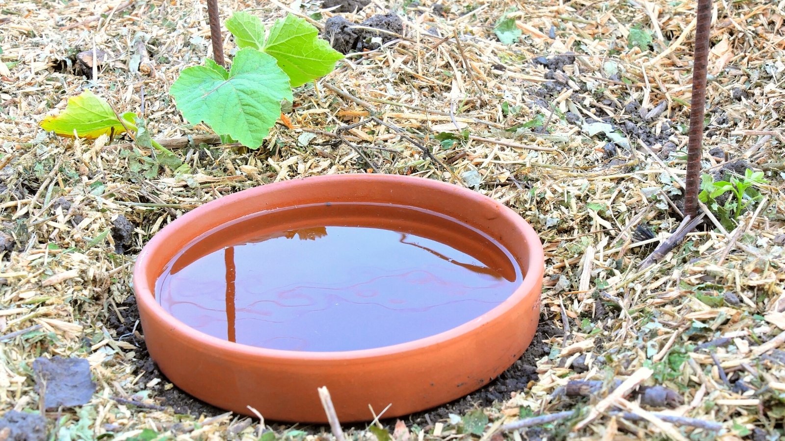 Close-up of DIY continuous jar watering system called olla. A large clay pot buried in soil and filled with water. Cucumber seedlings growing next to an olla pot. The soil is covered with a layer of bark mulch.