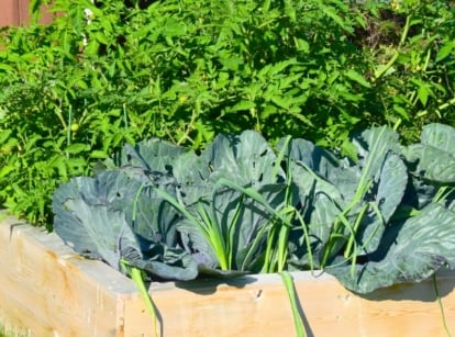 Close-up of a wooden raised bed with growing tomato and cabbage plants, which are typically not recommended to be grown together.