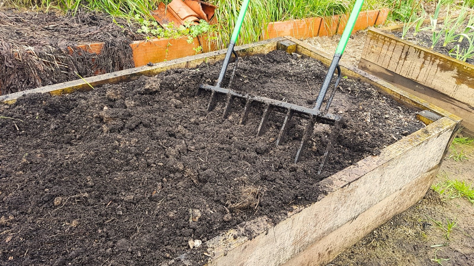 A double-handled pitchfork is stuck into the soil of a wooden raised bed, ready for aeration.
