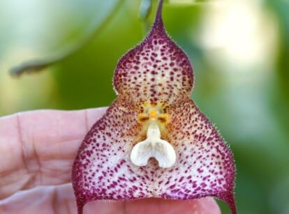 dracula orchid